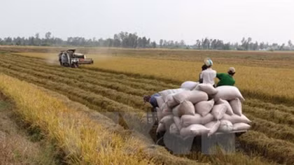 Vietnam, Mozambique discuss promoting agricultural ties