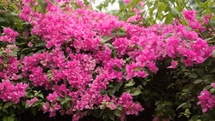 Blossoming Hoa Giay flowers beautify Hanoi during summer