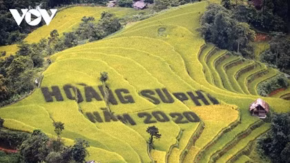 Terraced fields of Hoang Su Phi appear stunning during harvest season