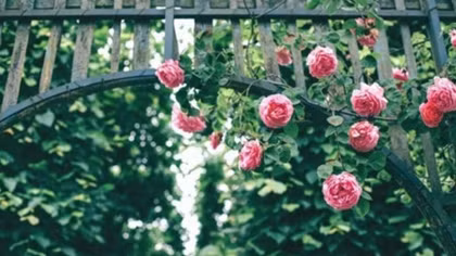 Rose Park to open in Hanoi