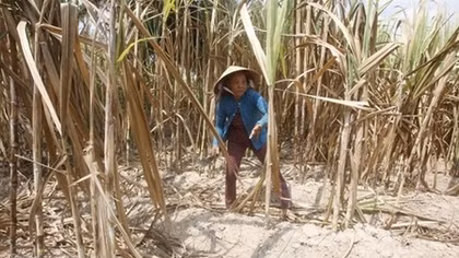 World Bank urges Vietnam to overhaul agriculture sector