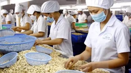Cashew exports in eight months fetch US$2.2 billion