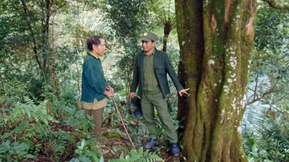 Hundred-year-old cinnamon forest in the middle of the Truong Son range conserved 