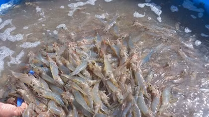 Vietnam going big on shrimp farming