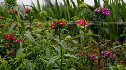 Phu Van flower village before the Year of Rooster 