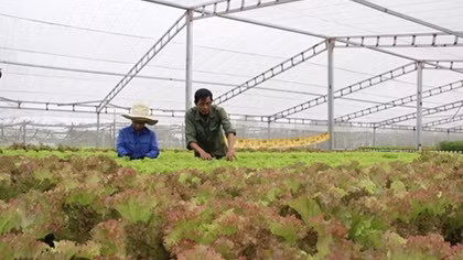 First hydroponic vegetable garden arose in Hue 