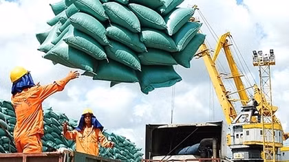Vietnam likely to rank third in global rice exports in 2022