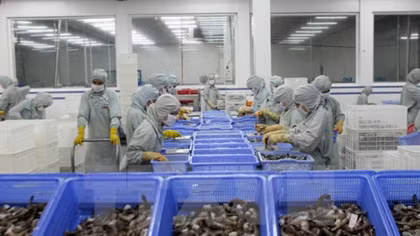 VASEP forecast upbeat shrimp export growth for 2018