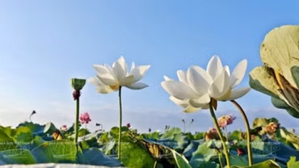 Lotus farm-tourism model faces market hurdles in Mekong