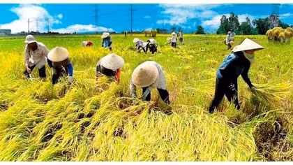 United Nations to honor a Vietnamese farmer