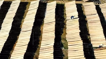 The “fields” of rice vermicelli