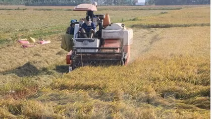 Mekong Delta’s rice yield rises in winter-spring crop