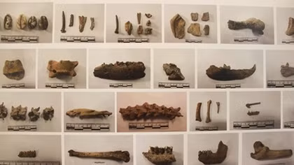 New findings on archaeology in Vietnam announced