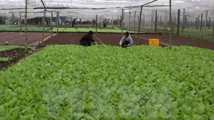 RoK helps Quang Tri develop organic farming