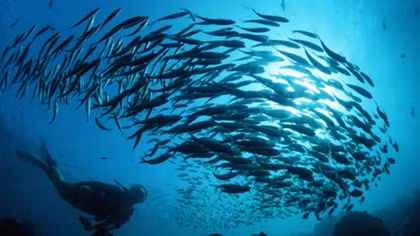 Da Nang marks World Ocean Day