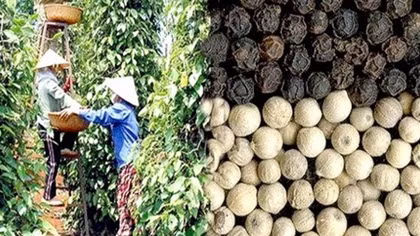 Pepper exports expect to regain growth