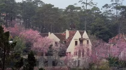 Da Lat cherry blossom festival to return this month