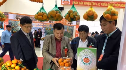 Tangerine variety in Hoa Binh granted collective trademark