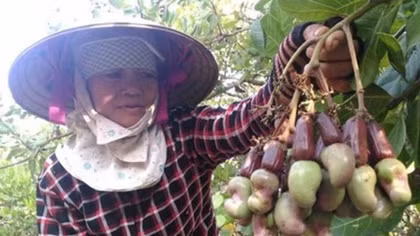 Cashew industry suffers from weakness