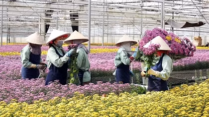 Lam Dong has more high-tech flower, vegetable growing project