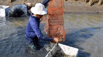 Mekong Delta farmers reap high profits from breeding giant river prawn