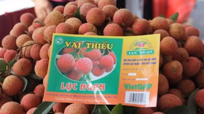 Vietnam posts best lychee crop in 60 years
