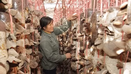 Vietnamese, Lao provinces implement hi-tech agriculture project