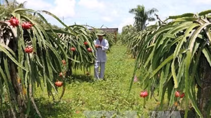 Seminar promotes GI development for Binh Thuan dragon fruit