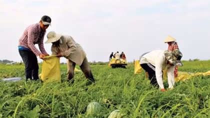 Bumper Tet for watermelon farmers