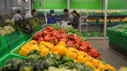Vegetable, fruit exports hit US$2.7 billion in eight months