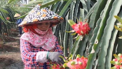 VN’s fruits need to gain domestic market before exporting: experts