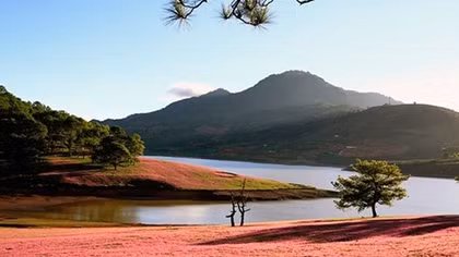 First Pink Grass Festival to open in Da Lat 