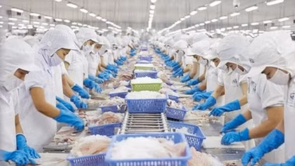 Vietnam’s seafood makes great strides for removal of EU yellow card