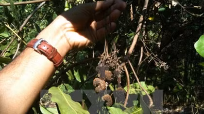 Cashew production forecast to drop nearly 20 percent in 2017