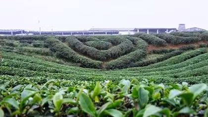 Moc Chau plateau, a refreshing retreat