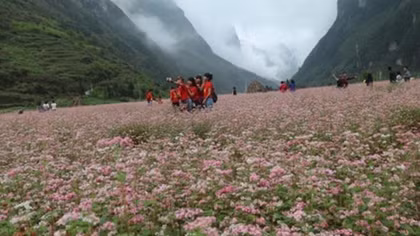 Buckwheat flower festival in Ha Giang promises diverse activities