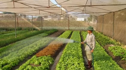 Hanoi sets up 80 safe farm produce chains