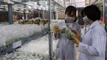 Viet Nam develops forestry industry, explores collaboration with US