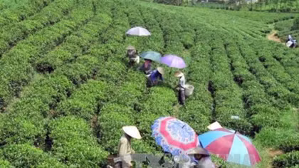 Vietnam’s five-month tea export sees strong growth