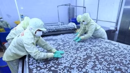Local firms prepare for CPTPP’s strict regulations