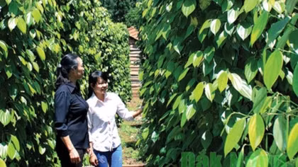 Commodity exchange offers opportunities for Vietnamese farm produce