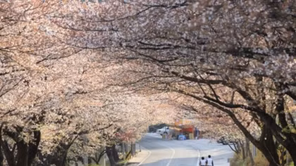 RoK launches campaign to promote spring tourism in Vietnam