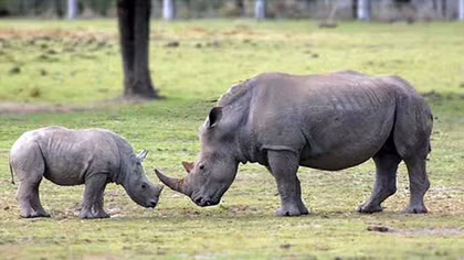 World Wide Fund for Nature urged Vietnam to reduce rhino horn consumption