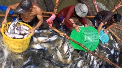 Mekong Delta region makes up 18% of GDP