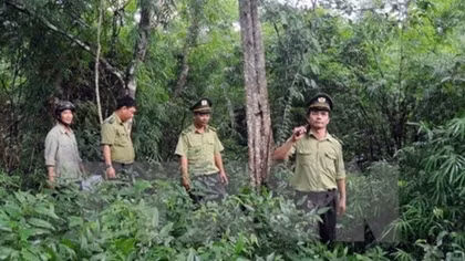 Forest coverage reaches over 40%: ministry