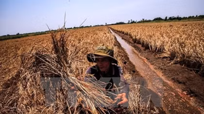 Agricultural sector takes actions against drought