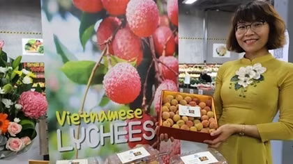 Vietnamese lychee becomes “hot item” in Australia