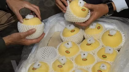 Retailer Intimex officially sells Japanese Aomori apples