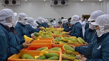 Local fruit and vegetable sector sets export target of US$3.6 billion