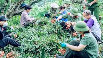 Revenue from Bac Giang's lychee crop reaches over 296 million USD